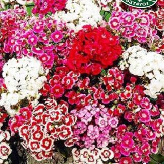 Карамфил Топ карамфил /Dianthus barbatus/