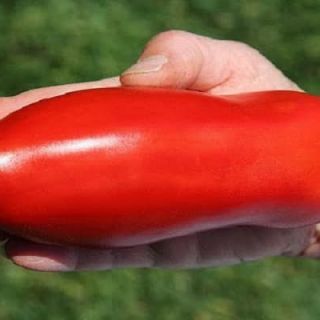 Чушкодомат Хюго /Hugo - 0.15гр.