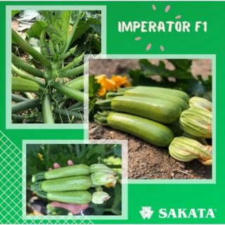 Тиквички-IMPERATOR F1