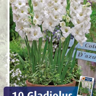 Гладиоли САКСИЙНИ Glamini Blondie-10бр.