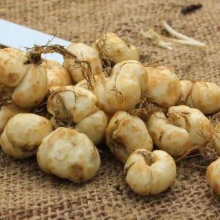 Фритилария зимоустойчива тигрова саморазмножаваща се за сянка - Fritillaria meleagris mix