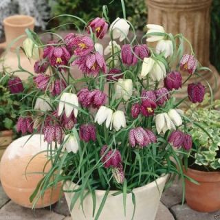 Фритилария зимоустойчива тигрова саморазмножаваща се за сянка - Fritillaria meleagris mix