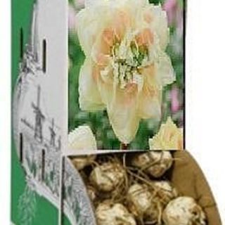 Racbox Нарцис POM POM ROSE-60бр.