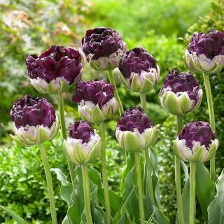 Rackbox лале Purple Peony-100бр.