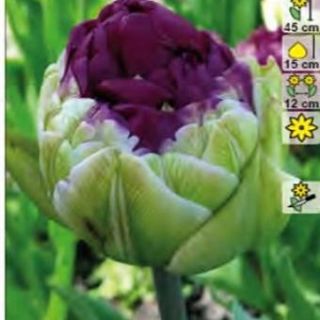 Rackbox лале Purple Peony-100бр.