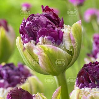 Rackbox лале Purple Peony-100бр.