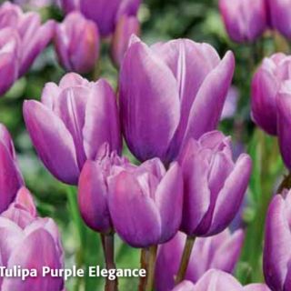 Rackbox многоцветно лале PURPLE ELEGANCE-80бр.