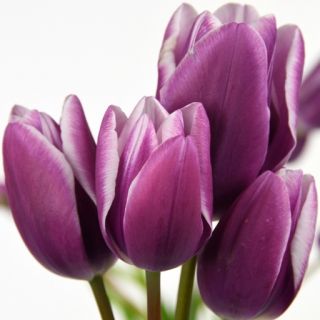 Rackbox многоцветно лале PURPLE ELEGANCE-80бр.