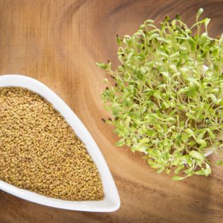 Семена за кълнове от Люцерна ( Alfalfa)-100гр