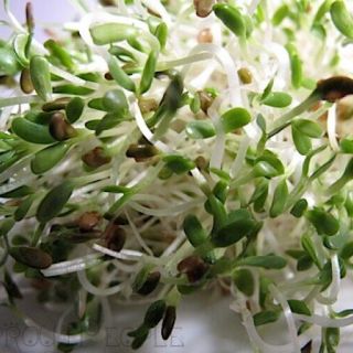 Семена за кълнове от Люцерна ( Alfalfa)-100гр