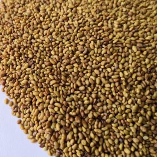 Семена за кълнове от Люцерна ( Alfalfa)-100гр