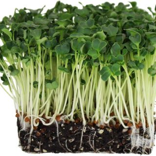 Семена за кълнове от Ряпа Дайкон (Radish Daikon)-100гр.