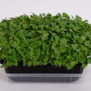 Семена за кълнове от Ряпа Дайкон (Radish Daikon)-100гр.