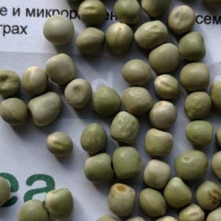 Семена за кълнове от Грах (Pea)-100гр