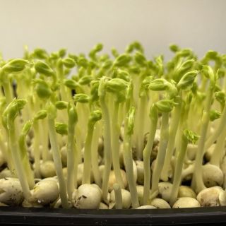 Семена за кълнове от Грах (Pea)-100гр