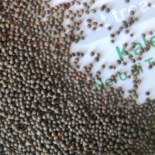 Семена за кълнове от Кейл (Kale)-100гр
