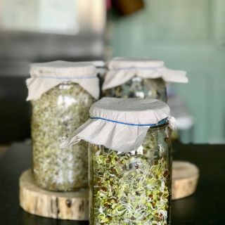 Семена за кълнове от Кейл (Kale)-100гр