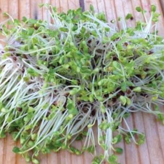 Семена за кълнове от Кейл (Kale)-100гр