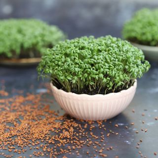Семена за кълнове от Крес (Cress)-100гр