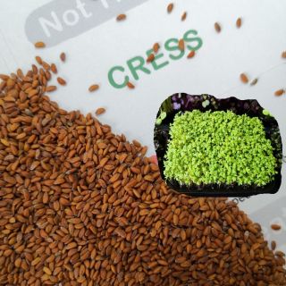 Семена за кълнове от Крес (Cress)-100гр
