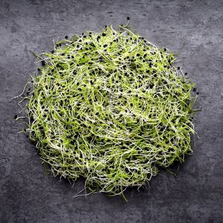 Семена за кълнове от Лук (Onion)-100гр.