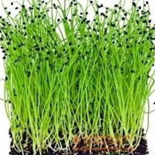 Семена за кълнове от Лук (Onion)-100гр.