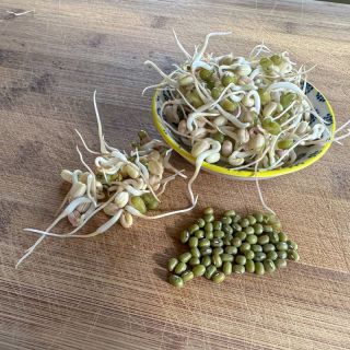 Семена за кълнове от Боб мунг (Mung bean)-100гр.