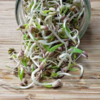 Семена за кълнове от Боб мунг (Mung bean)-100гр.