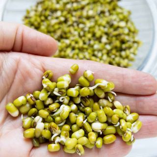 Семена за кълнове от Боб мунг (Mung bean)-100гр.