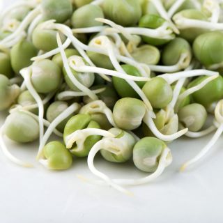 Семена за кълнове от Грах (Pea)-100гр