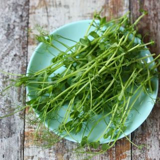 Семена за кълнове от Грах (Pea)-100гр