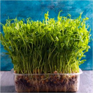 Семена за кълнове от Грах (Pea)-100гр