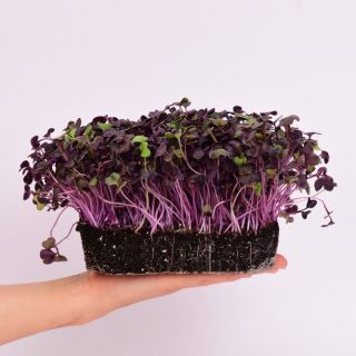 Семена за кълнове от Репичка Sango(Radish Sango)-100гр