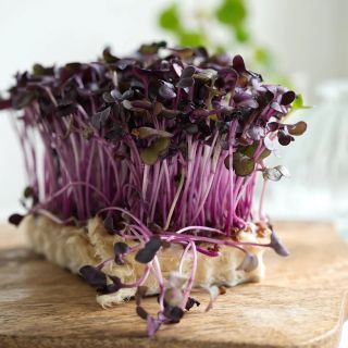 Семена за кълнове от Репичка Sango(Radish Sango)-100гр