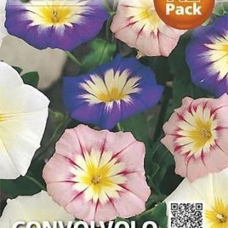 Convolvolo / ниски фунийки/