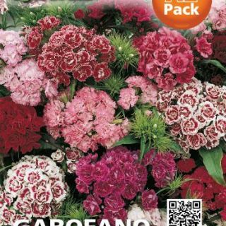 Карамфил Топ карамфил /Dianthus barbatus/