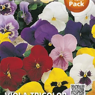Viola TRICOLOR