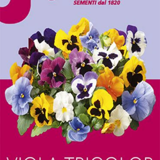 Viola TRICOLOR