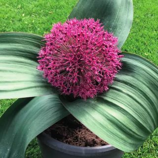 Allium RED GIANT - 1бр.