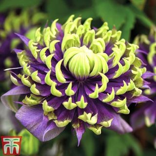 Клематис/Clematis TAIGA