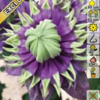 Клематис/Clematis TAIGA