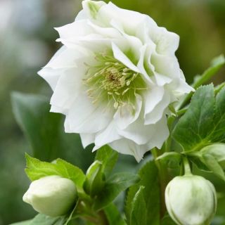 Кукуряк / Helleborus Double White / 1 бр
