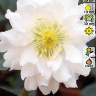 Кукуряк / Helleborus Double White / 1 бр