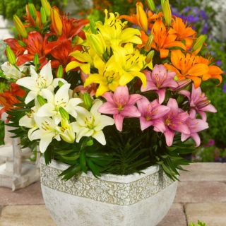 Lilium ASIATIC Mix-20бр.