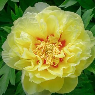 Дървовиден ITOH Божур BARTZELA