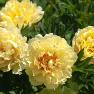 Дървовиден ITOH Божур BARTZELA