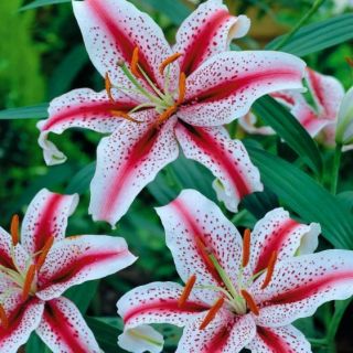 lilium ORIENTAL Tigerwoods/Dizzy-1бр.