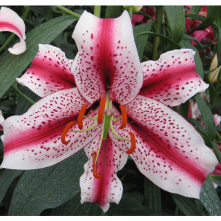 lilium ORIENTAL Tigerwoods/Dizzy-1бр.