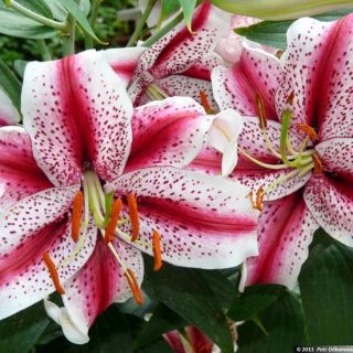 lilium ORIENTAL Tigerwoods/Dizzy-1бр.