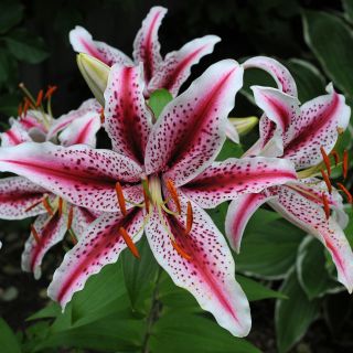 lilium ORIENTAL Tigerwoods/Dizzy-1бр.